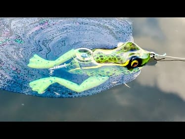 Will Fish Eat A Farting Frog?