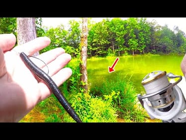 Easy Way To Catch Loads Of Big Fish In Your Local Lake
