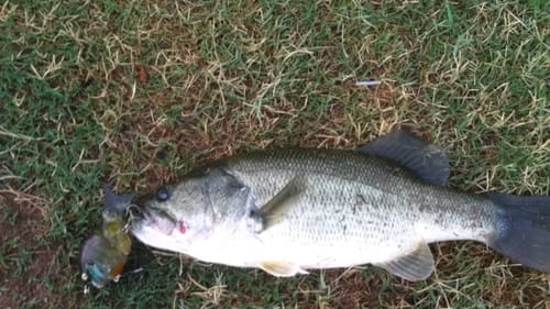 Catching Summertime Bass At The Local Ponds