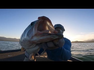 GIANT School Of HUGE Bass!!