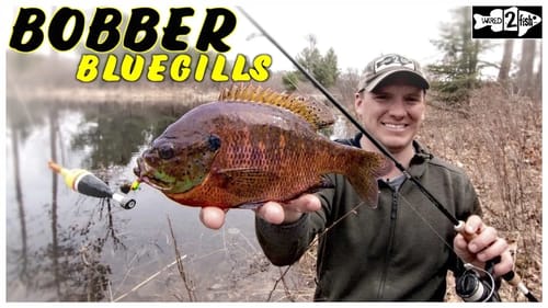 Bobber Fishing Spring Bluegill From the Bank