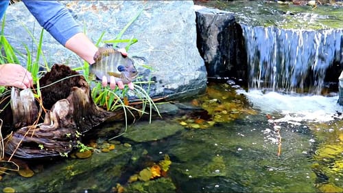 Catching New Pet Bluegills for the Bass Pond!!