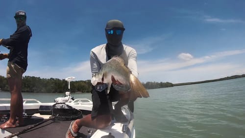 Swimbaits for Wild  Saltwater Barramundi Risk It for the Biscuit Part 14