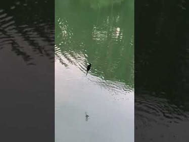SwimBait Review: OD Rat 1 PC vs Reg