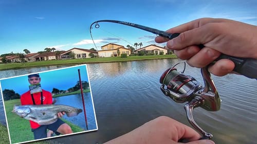 RARE CLOWN KNIFE Fish Caught w/ GOOGAN BAITS!