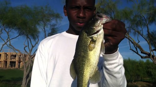 Fall Bass Fishing With Flukes And Frogs