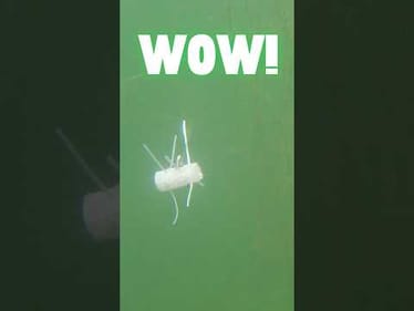 This Lure CATCHES Lots of Fish