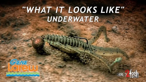 Gene Larew HardHead and Biffle Bug | What it Looks Like Underwater