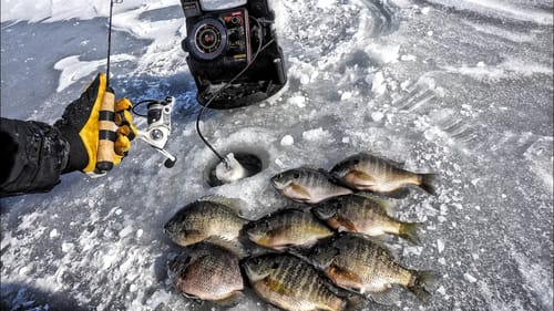 PANFISH Through The ICE! So Many Fish!