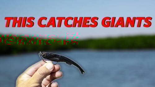 This Lure Catches Giants! Insane Day Inshore Fishing