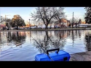 CATCHING STOCKED INNER CITY RAINBOW TROUT    ||CATCH N COOK||