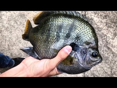 I CAUGHT a TWO POUND PLUS BLUEGILL on 2 LB LINE!