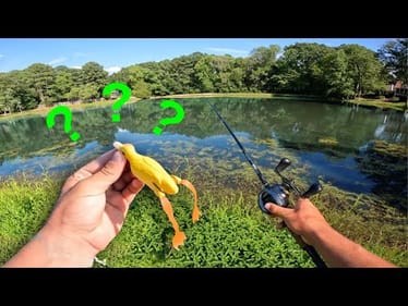 Baby DUCK Lure Fishing Challenge?!