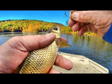 Big Bait = Big Fish! Fishing For Monsters With Giant Live Bait
