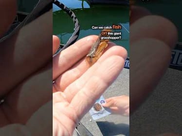 Catching Fish on Grasshopper Bait #fishing