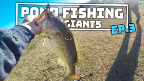 Pond Fishing for GIANTS - Ep.3