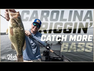 Catch More Bass with This Rig