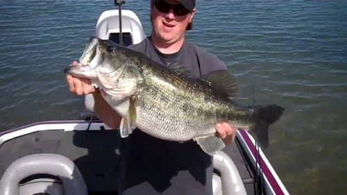13.4lb Largemouth Released