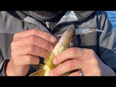 How To Catch Bonus Walleye While Jerkbait Fishing For Winter Bass