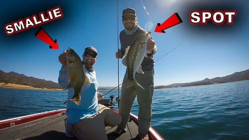 Fall Bass Fishing with Underspins and Swimbaits