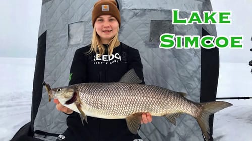 Burbot and Whitefish! (Lake Simcoe 2020)