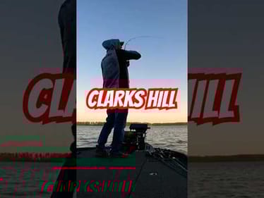 Clarks Hill Bass Fishing - MLF Invitationals #short #bassfishing #mlf