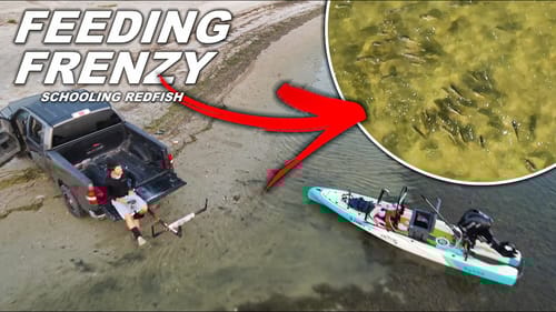 guy stumbles into FISH FEEDING FRENZY? - schooled redfish jumping out of the water