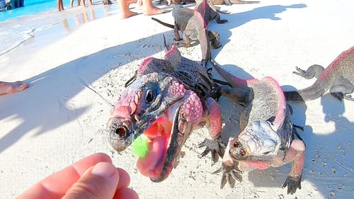 Feeding RARE Endangered MINI-DINOSAURS Found on Deserted Island!!!