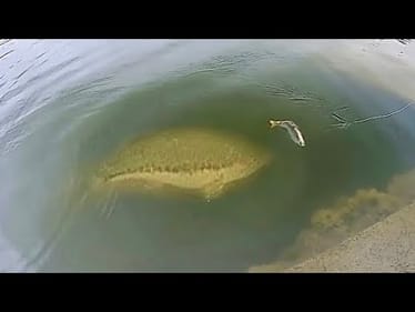 We FOUND a POND ON GOOGLE EARTH…. Then THIS HAPPENED!! (MONSTER BASS)