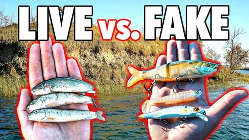 LIVE BAIT vs. ARTIFICIAL LURE Fishing Challenge!!! (State Record Quest p.2)