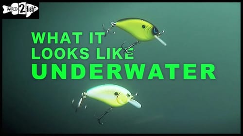 Hard Contrast Crankbait Colors | Underwater View