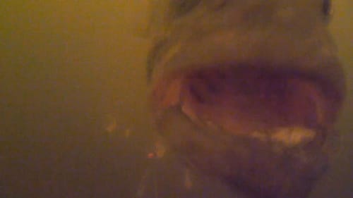 Underwater Bass Strikes - Bass Fishing with the New Water Wolf Camera