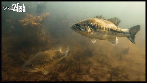 Where to Find Bass in the Spring | Underwater 🎥