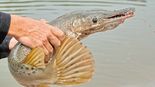 River Alligator Gar in 4K Ultra HD - First Catch Ever!