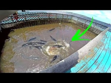 Feeding The Pet River Monsters Of Brazil (My Bucketlist Fish)