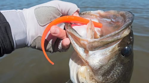Fishing this CRAZY Cheeto Worm Actually Works!