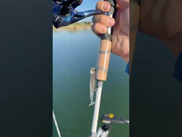 Chasing big bass on tiny baits! #fishing