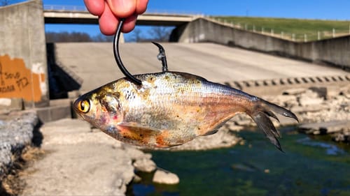 The COOLEST Spillway Fish I've EVER Caught!!!!