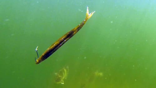 Underwater Bass Footage With Crazy Fluke Rigging Tricks
