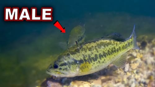 Epic Underwater Footage!! **Spring Fishing Tricks**