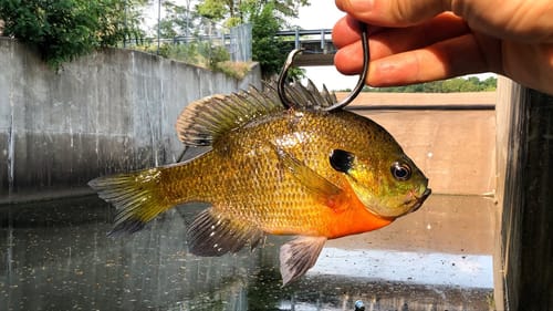 I Caught The KING OF THE SPILLWAY!!!! (New PB!)