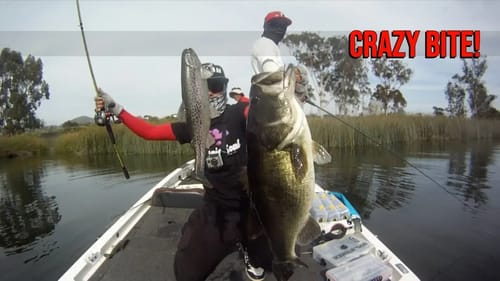 Flying 8lb Bass - Amazing Topwater Swimbait Bite!