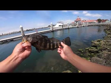 Spotted Bay Bass Fishing in SoCal
