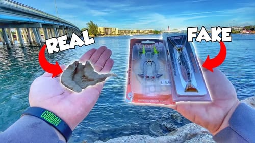 Real Shrimp vs Fake Shrimp | Fishing Experiment