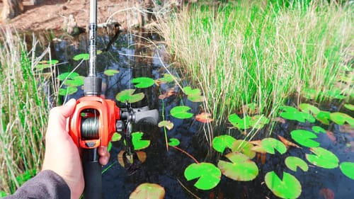Topwater FROG gets CRUSHED by GIANT Bass While Fishing (20lb Bag)