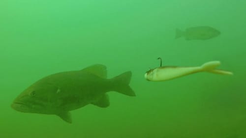 Vertical Jigging (Fluke Fishing) Smallmouth Bass
