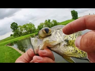 MUTANT Crappie In Golf Course Pond! What's Going On?