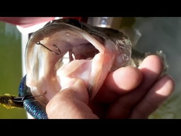 HUNGRY BASS EATS THE WACKY RIG TWICE
