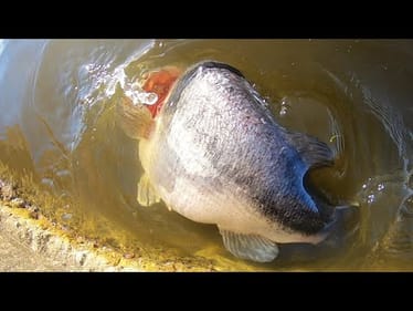 I FISHED HUGE SWIMBAITS FOR 4 DAYS before THIS HAPPENED!! 