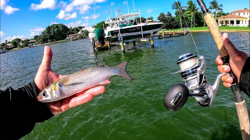Fishing Live Mullet for Big Saltwater Fish